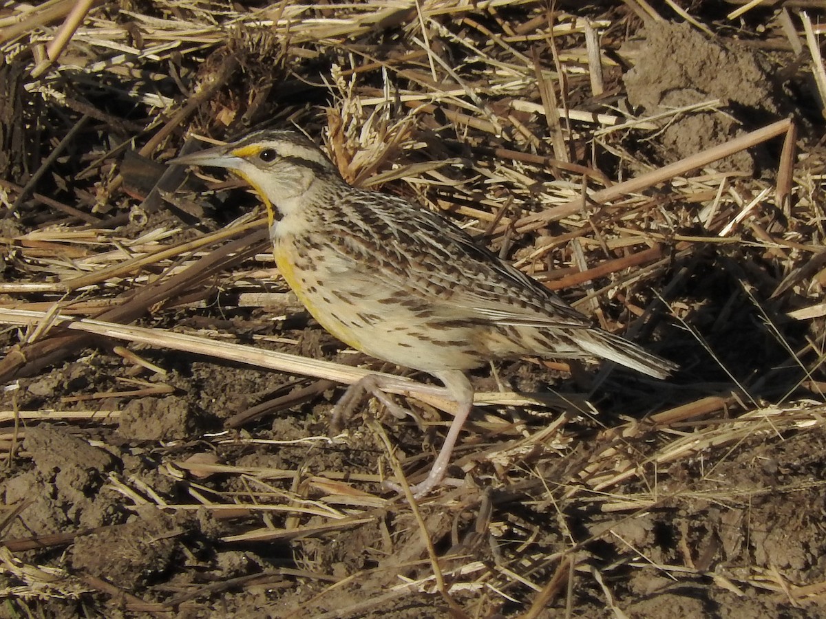 Chihuahuan Meadowlark - ML85047201