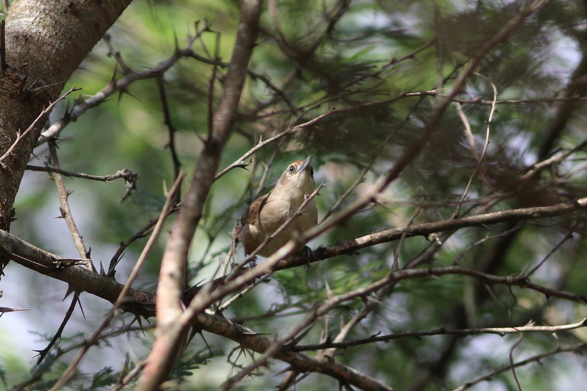 Rufous-fronted Thornbird - ML85048291