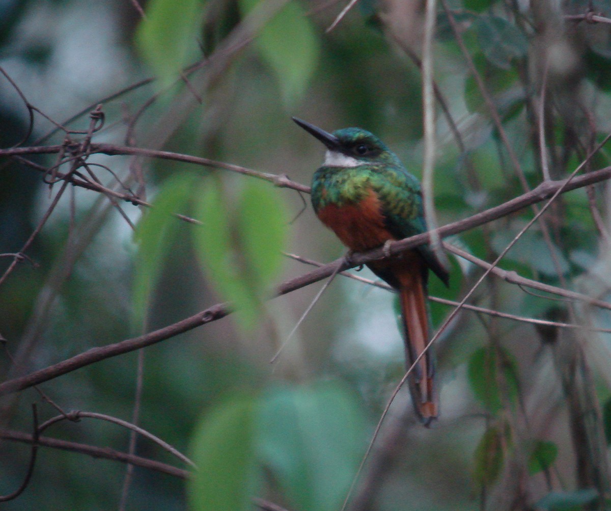 Jacamar à queue rousse - ML85048421