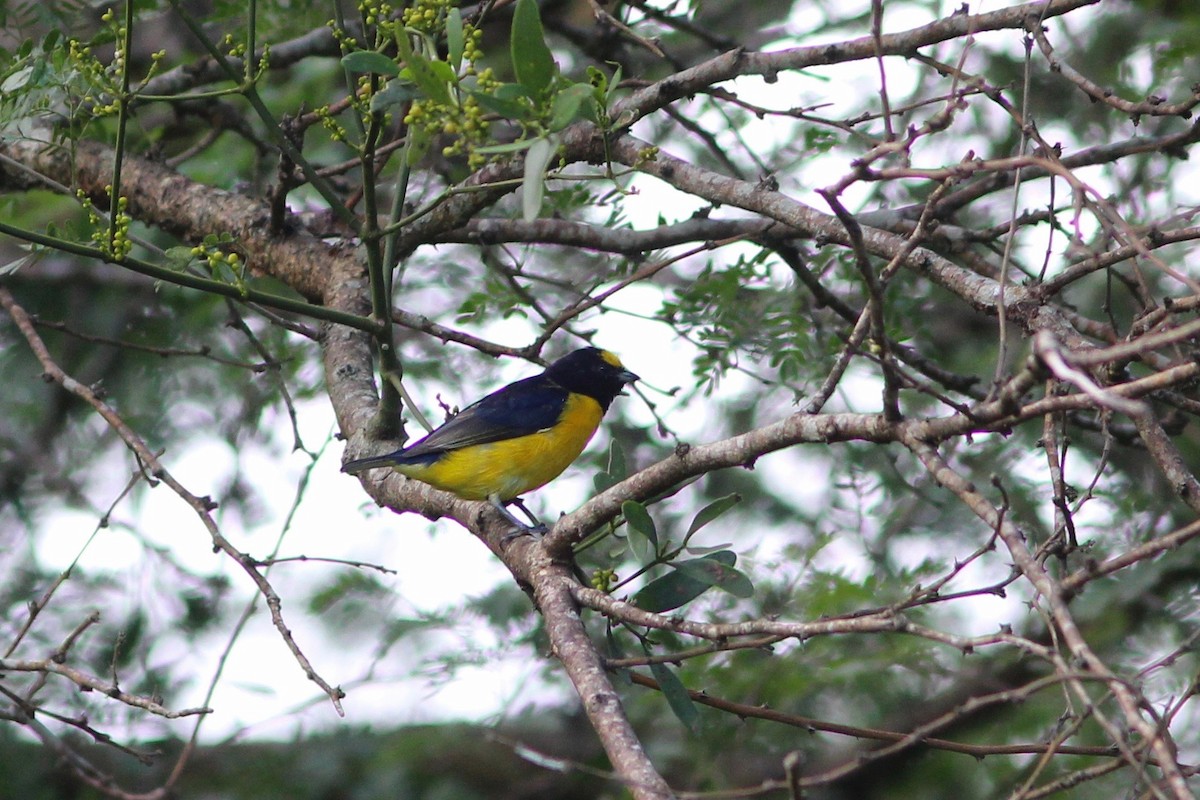 Purple-throated Euphonia - Oscar Johnson