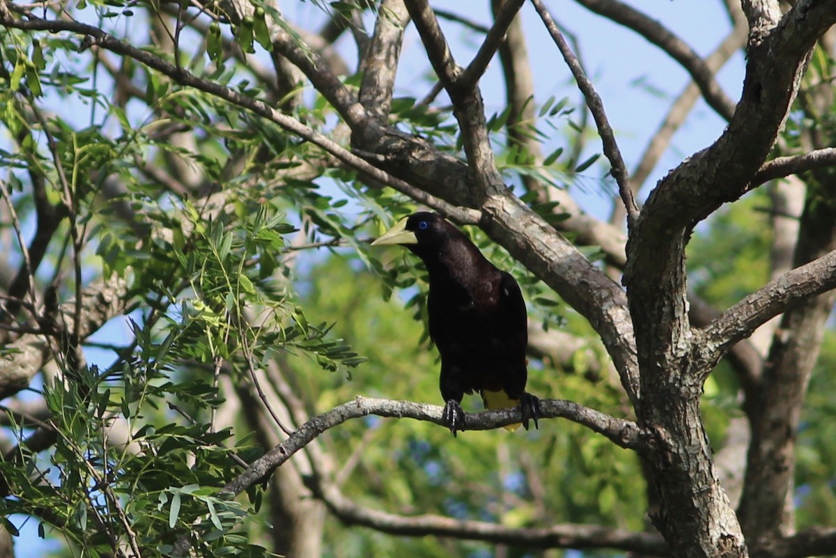 Krähenstirnvogel - ML85048531