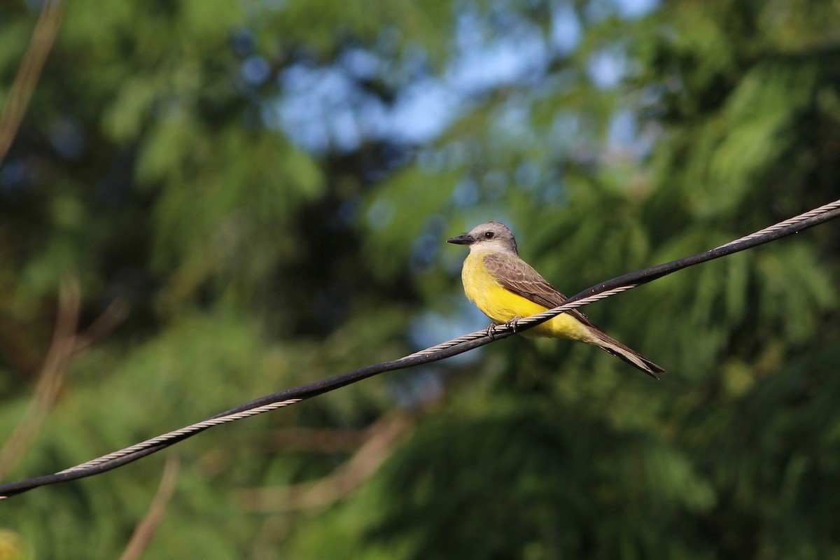 Tropical Kingbird - ML85048601