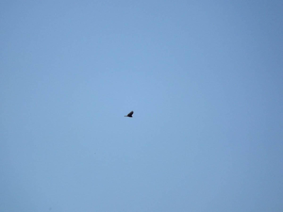 Turkey Vulture - ML85050181