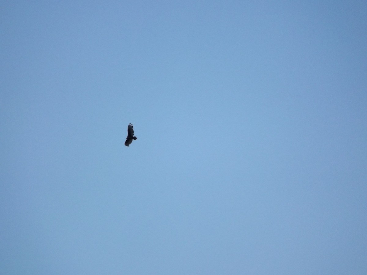 Turkey Vulture - ML85050271