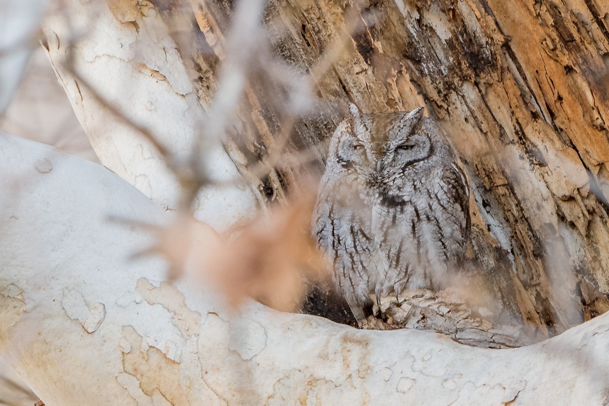 Western Screech-Owl - Jason Dain