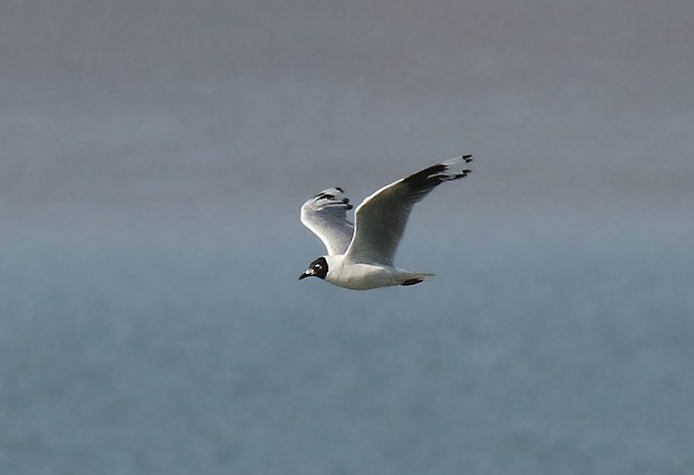 Mouette des Andes - ML85051691