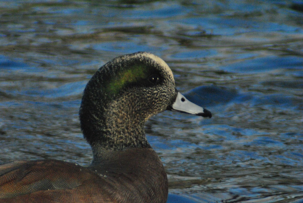 American Wigeon - ML85051801