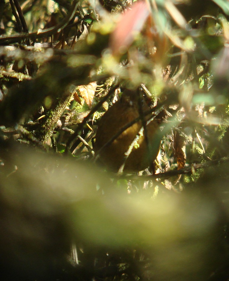 Bolivian Antpitta - ML85051911