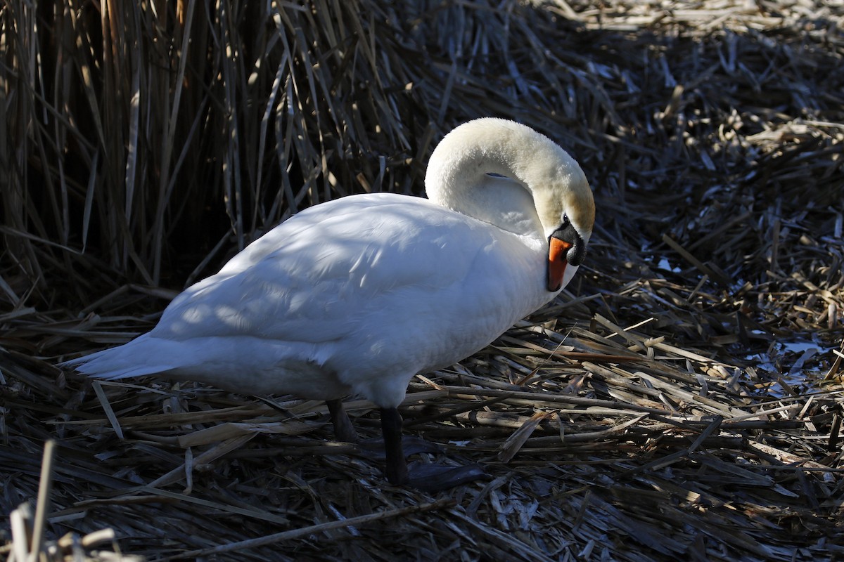 Mute Swan - ML85052181