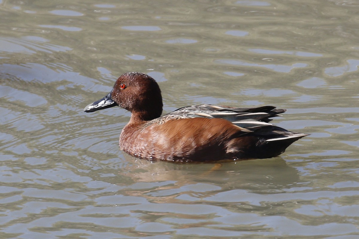 Cinnamon Teal - ML85052211