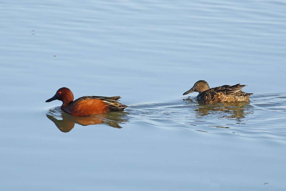 Cinnamon Teal - ML85052231