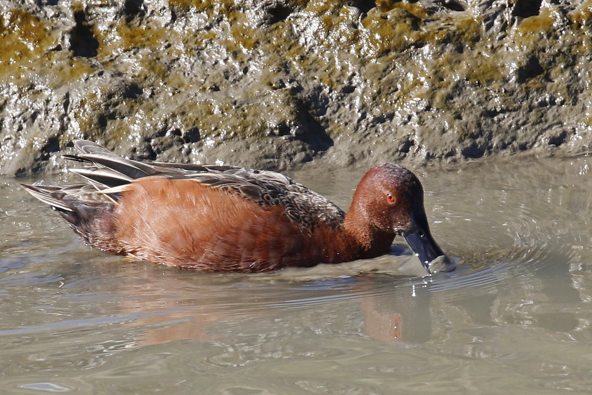 Cinnamon Teal - ML85052241