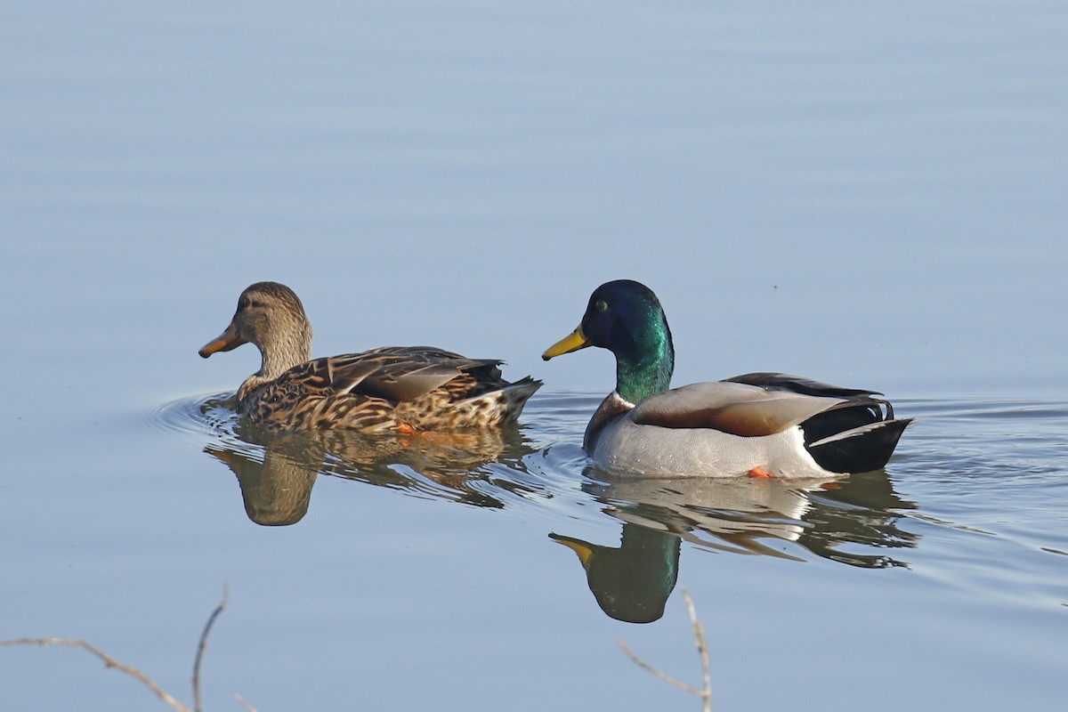 Canard colvert - ML85052261