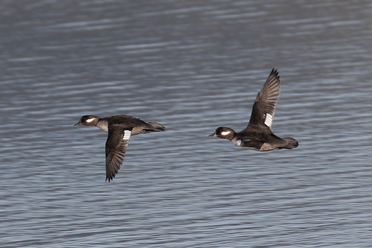 Bufflehead - ML85052311