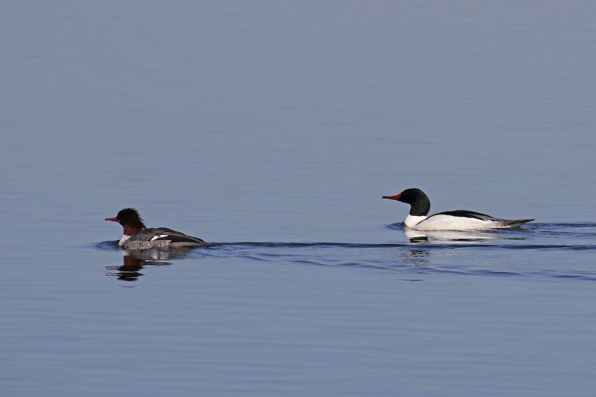 Common Merganser - ML85052411