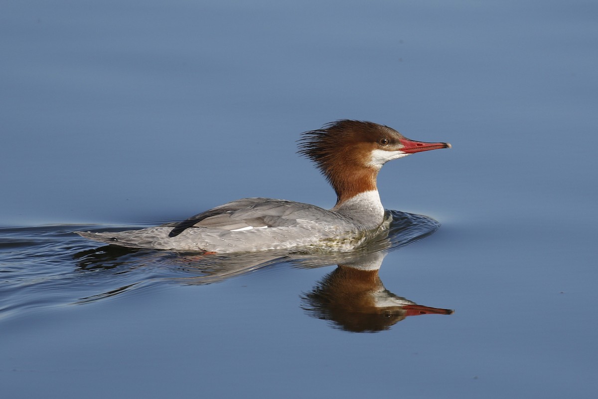 Common Merganser - ML85052431