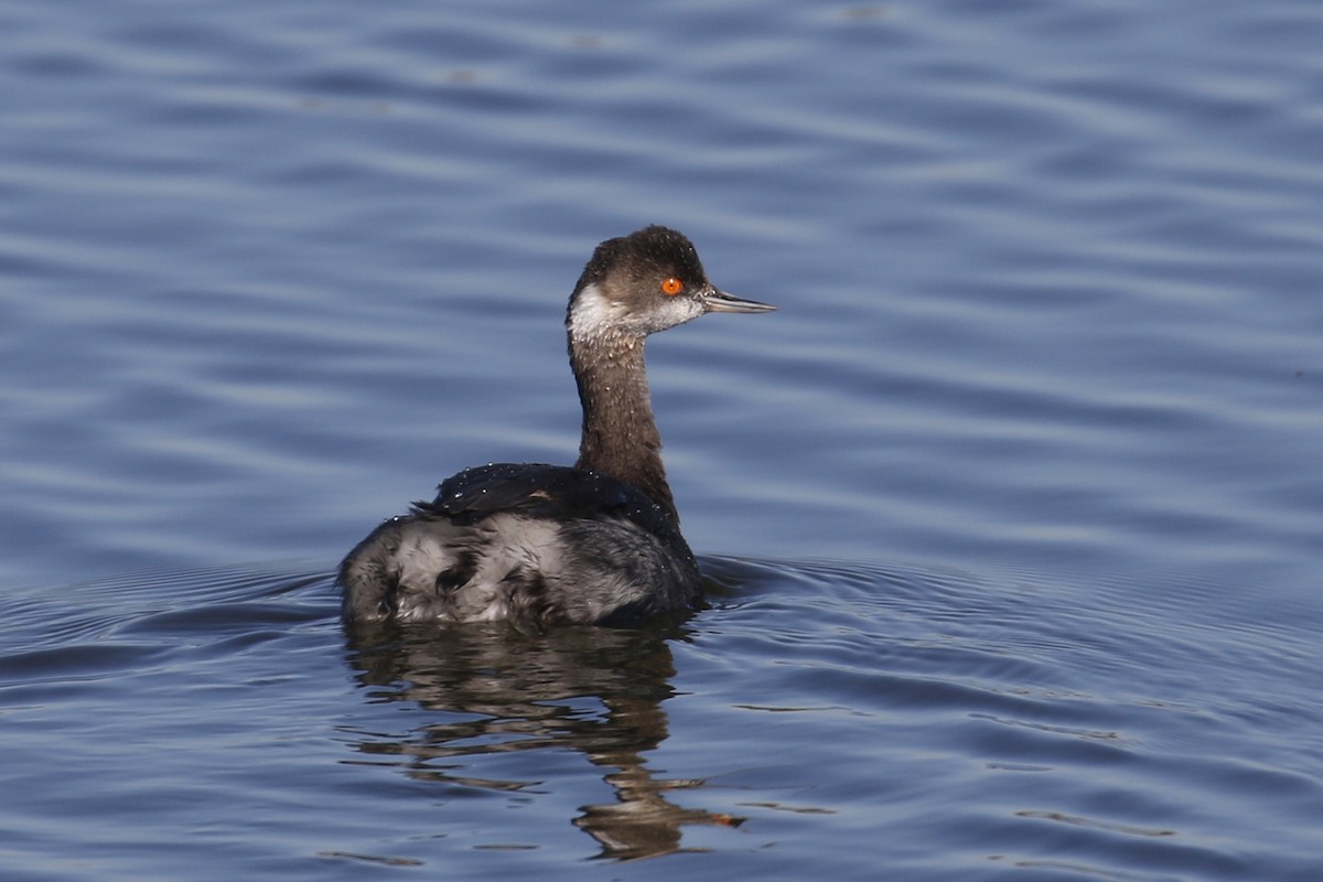 Eared Grebe - ML85052451