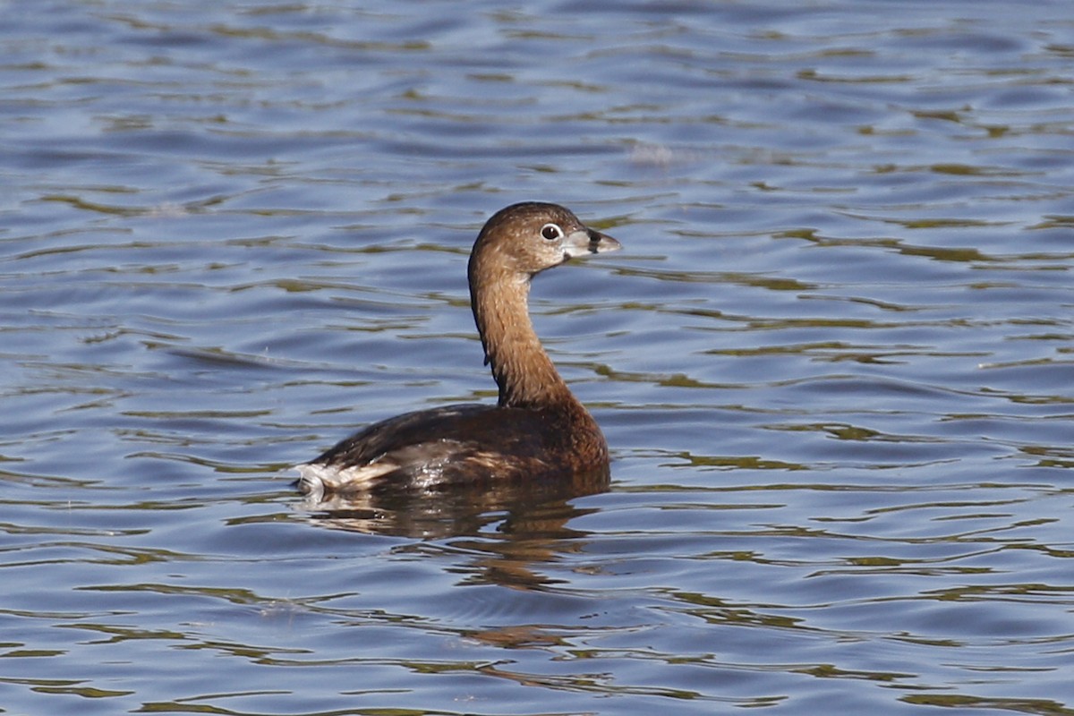 Pied-billed Grebe - ML85052471