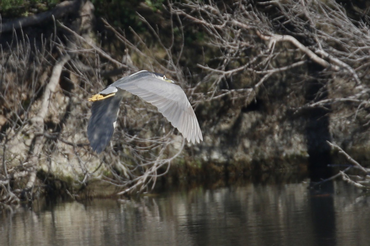 Black-crowned Night Heron - ML85052591