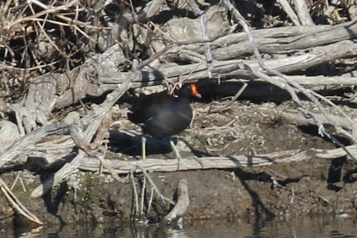 Common Gallinule - ML85052711