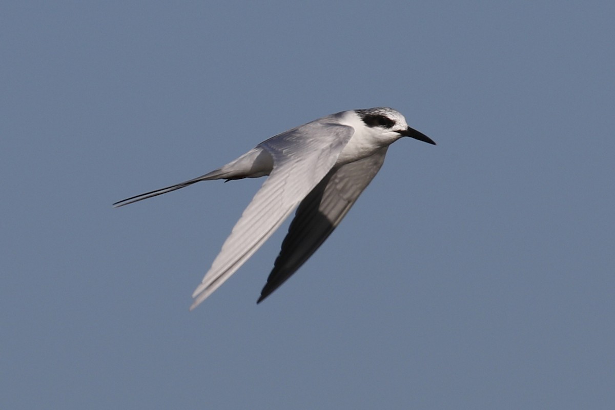 Forster's Tern - ML85052751