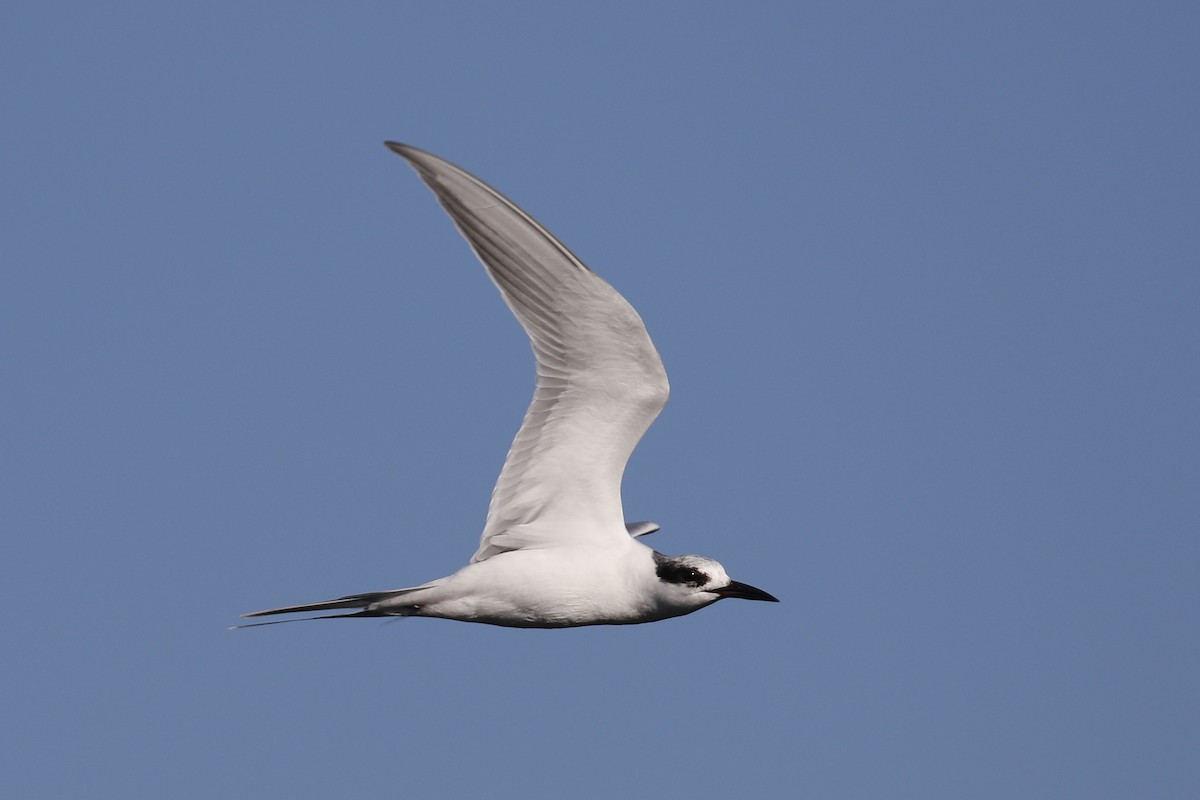 Forster's Tern - ML85052781