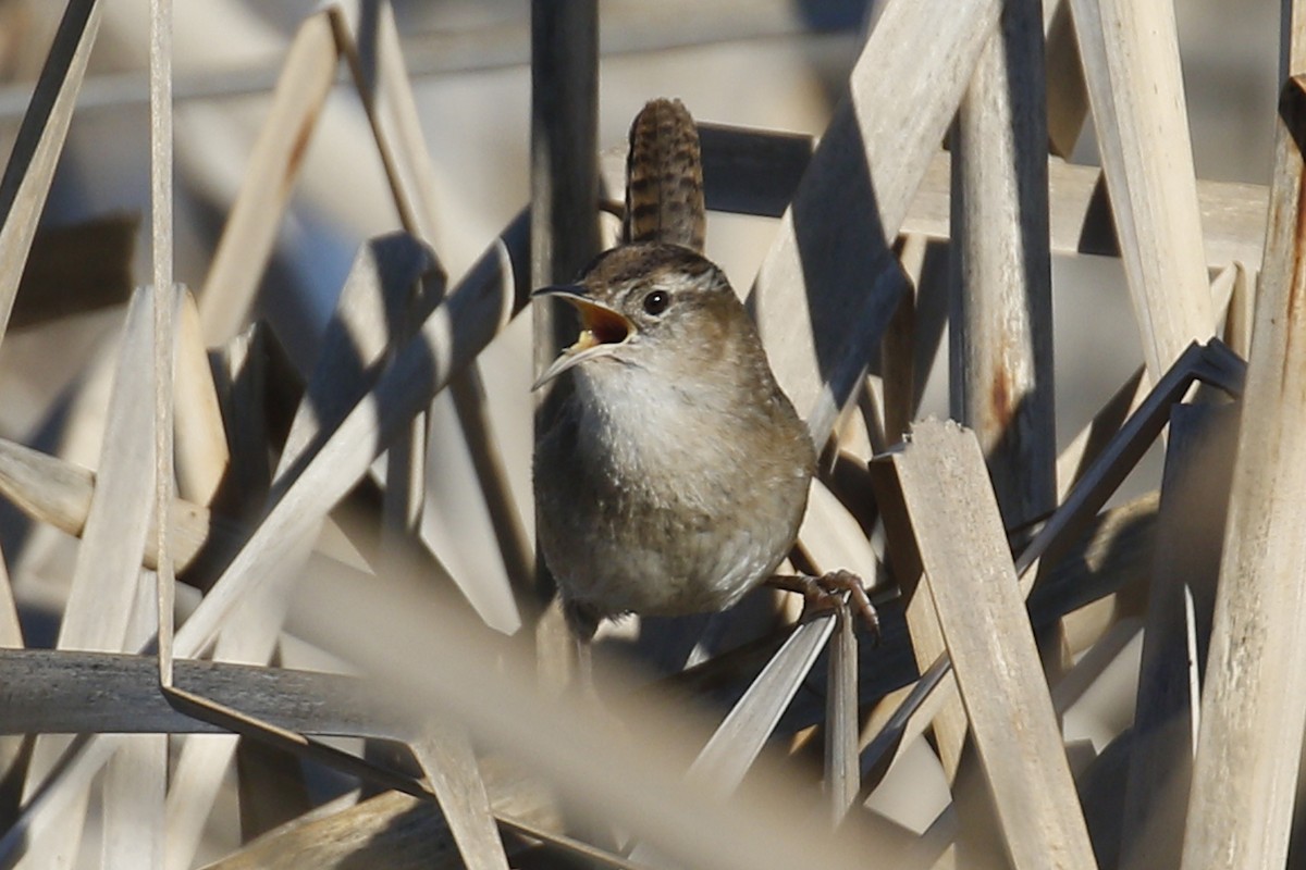 Marsh Wren - ML85052841