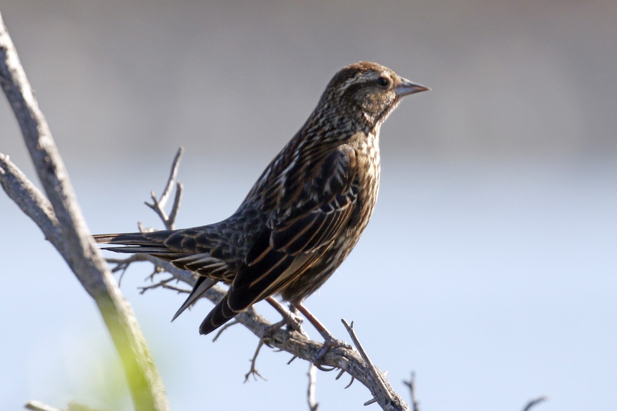 Red-winged Blackbird - ML85052901