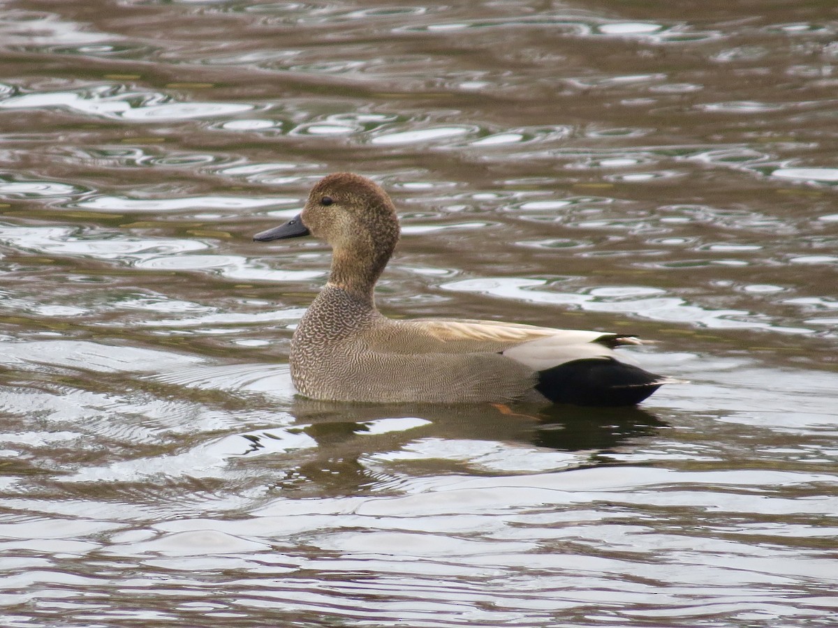 Gadwall - Holly Cox