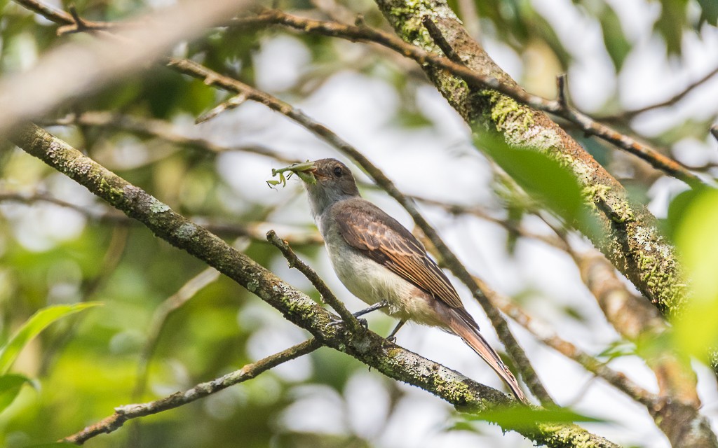 Swainson's Flycatcher - ML85055881