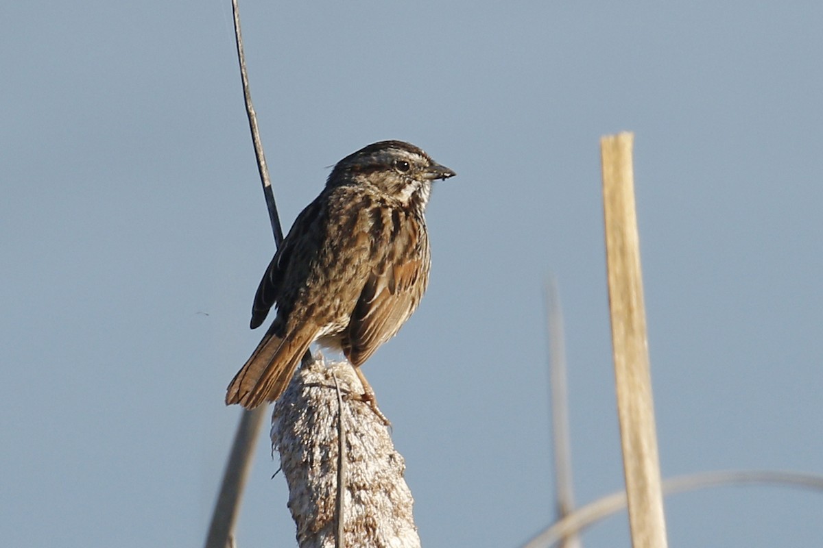 Song Sparrow - ML85056121