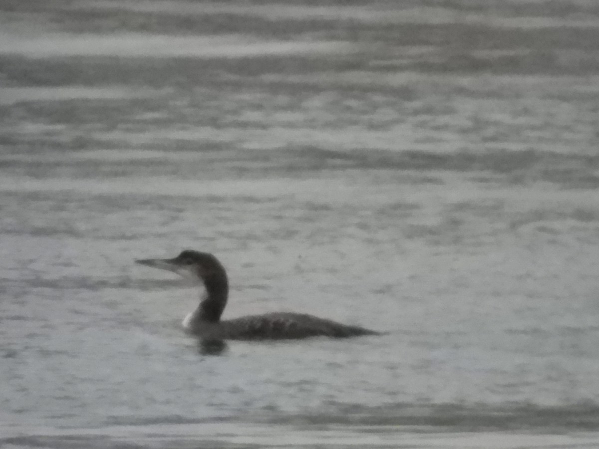 Common Loon - Allan Welby