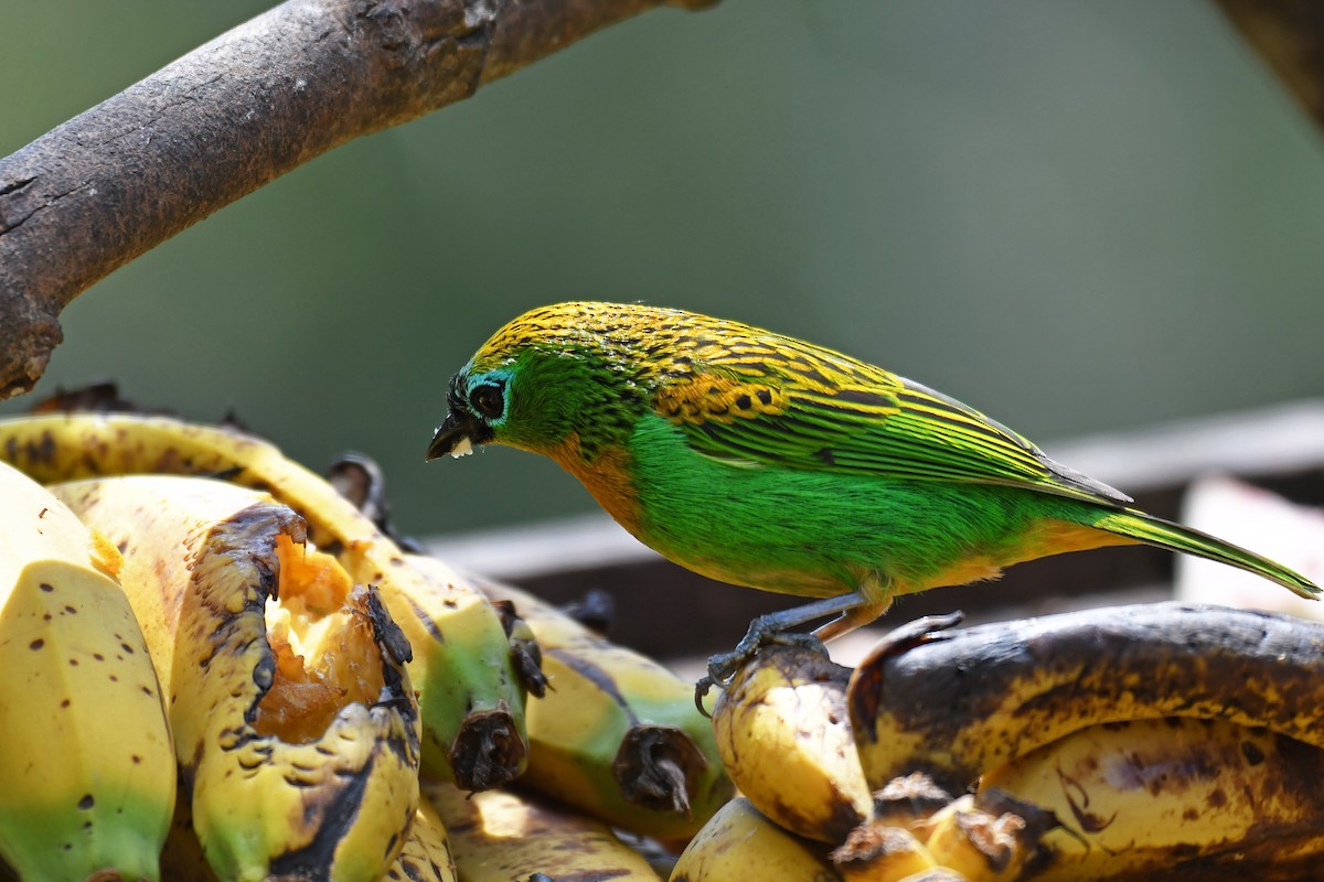 Brassy-breasted Tanager - ML85059341