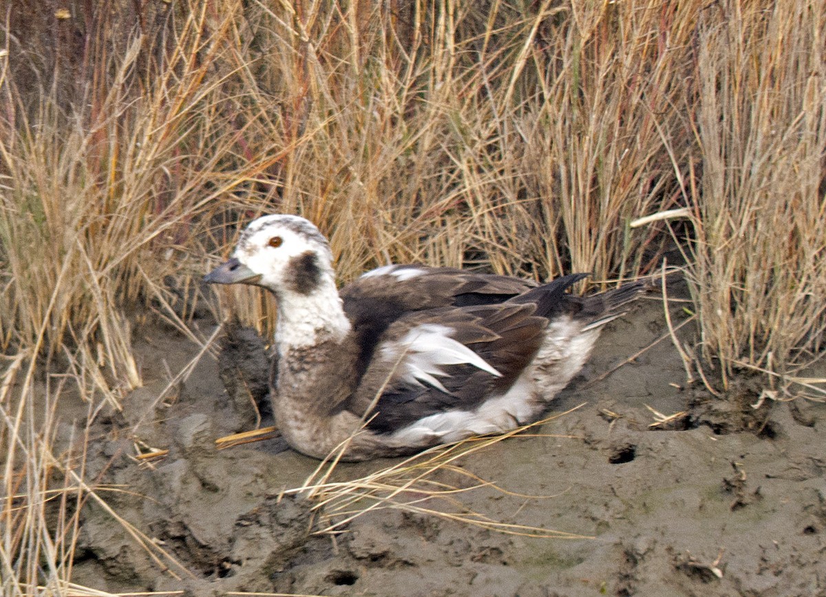 Мөнгөлөг шунгаахай - ML85060941