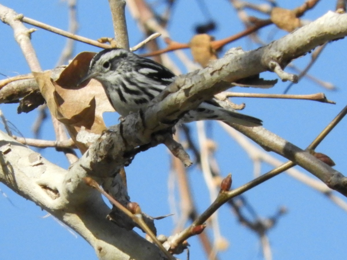 Black-and-white Warbler - ML85061251