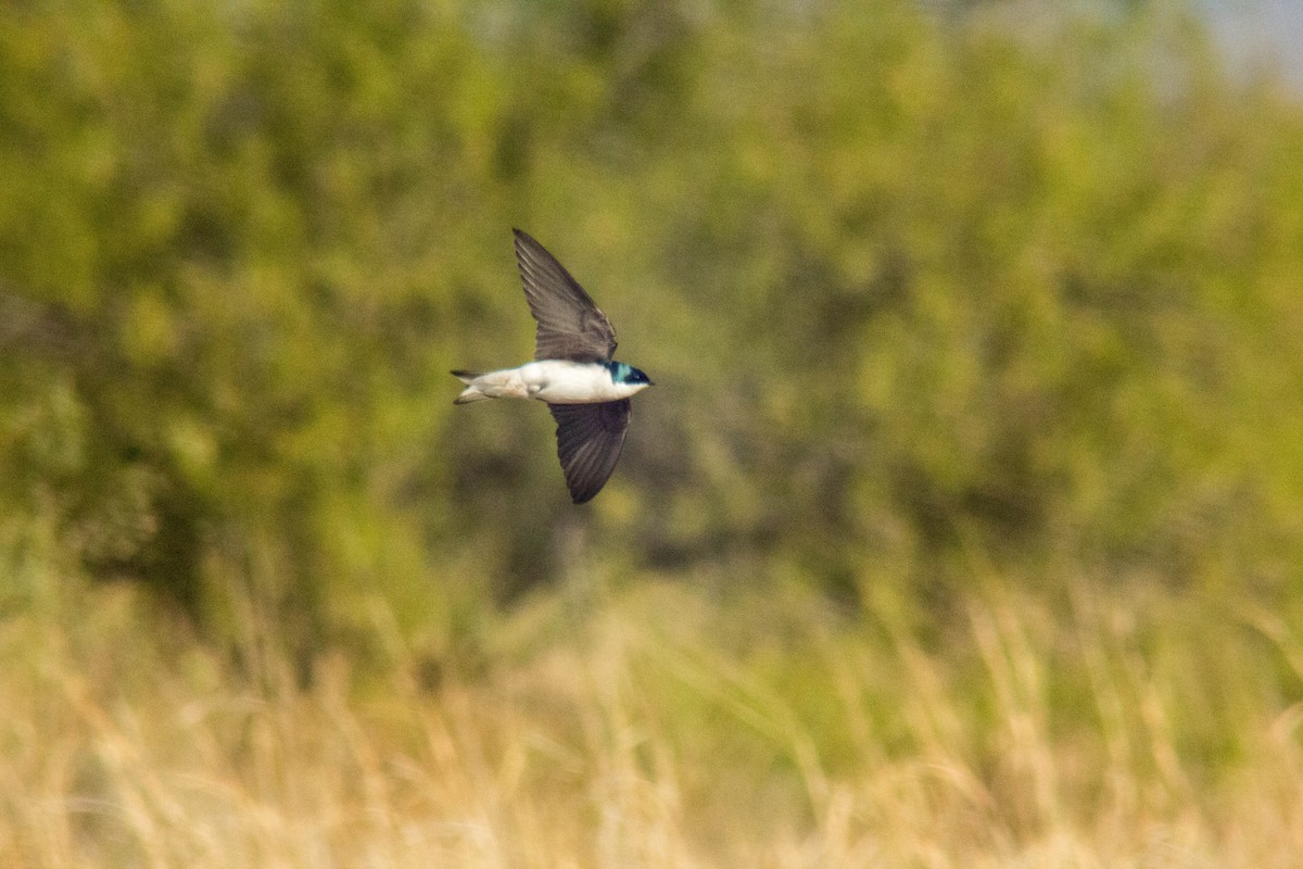 Tree Swallow - Macario Fernández Popo