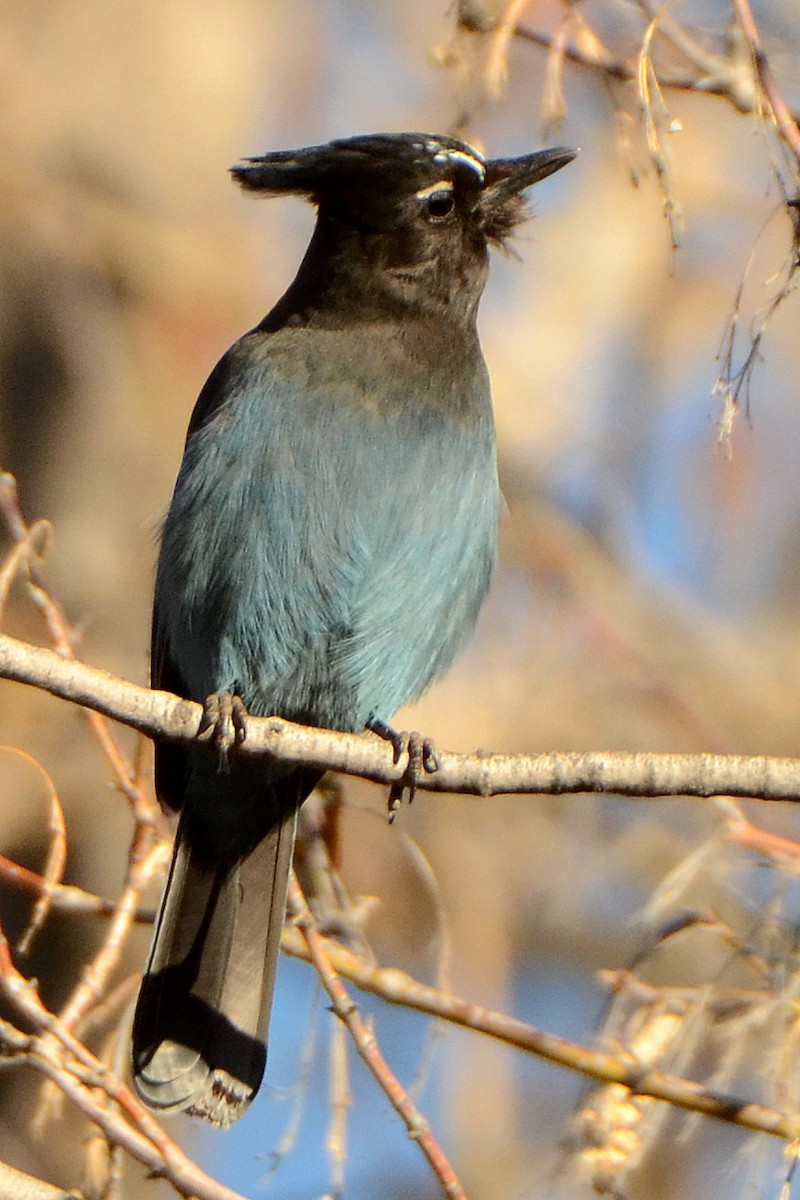 Steller's Jay - ML85064111
