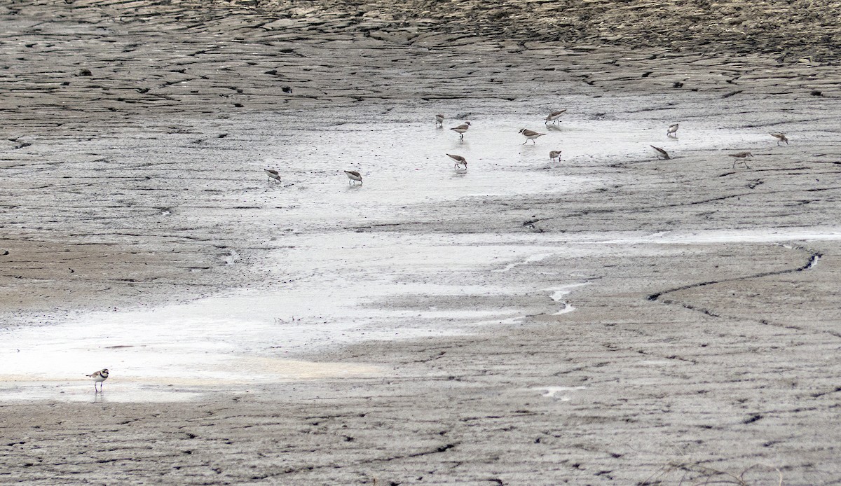 Semipalmated Plover - ML85064711
