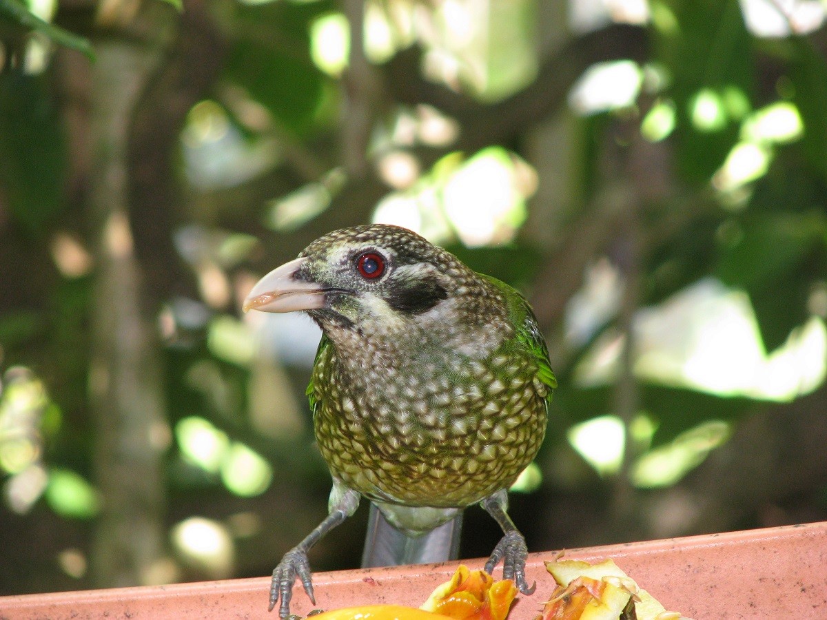 Spotted Catbird - Troy Corman