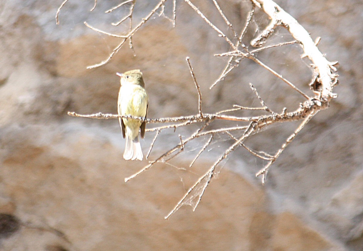 Western Flycatcher (Cordilleran) - Marya Moosman