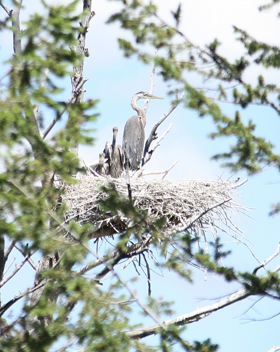 Great Blue Heron - ML85066741