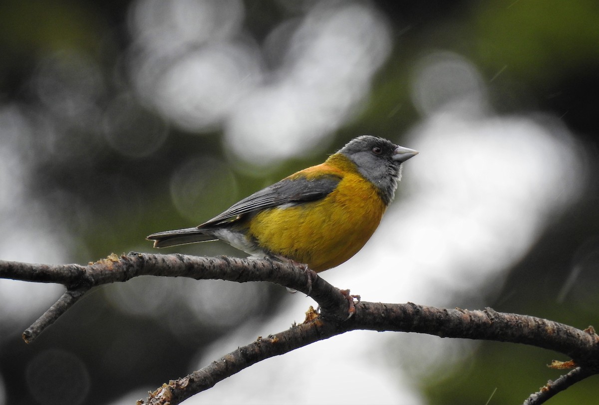 Patagonian Sierra Finch - ML85067911