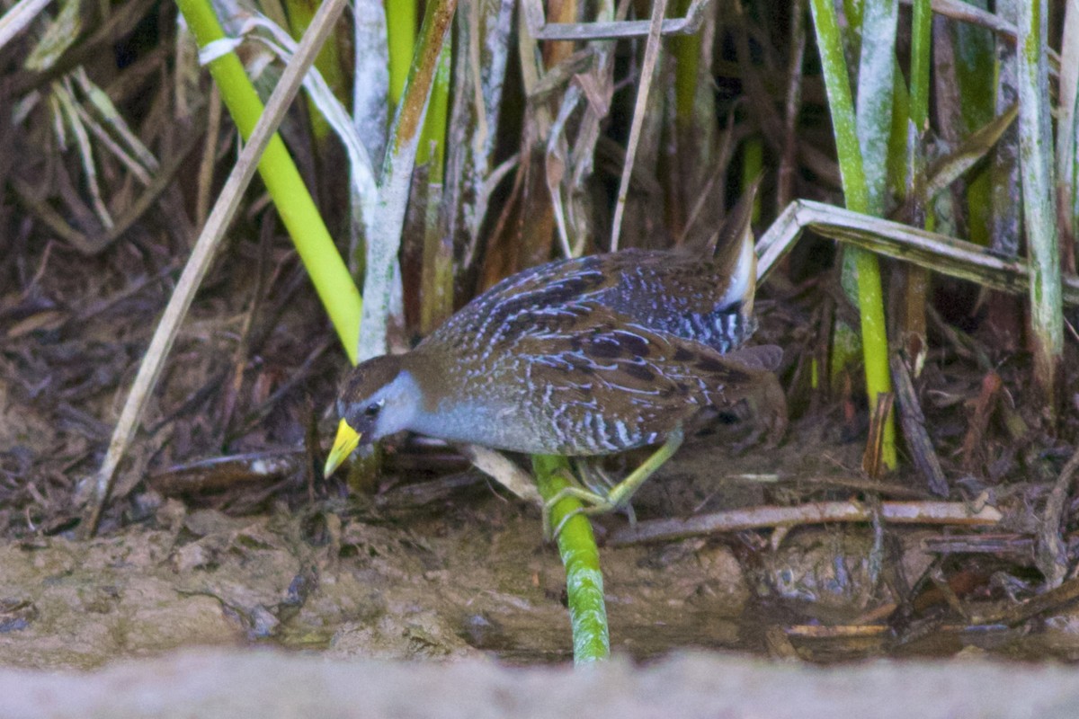 Polluela Sora - ML85068081