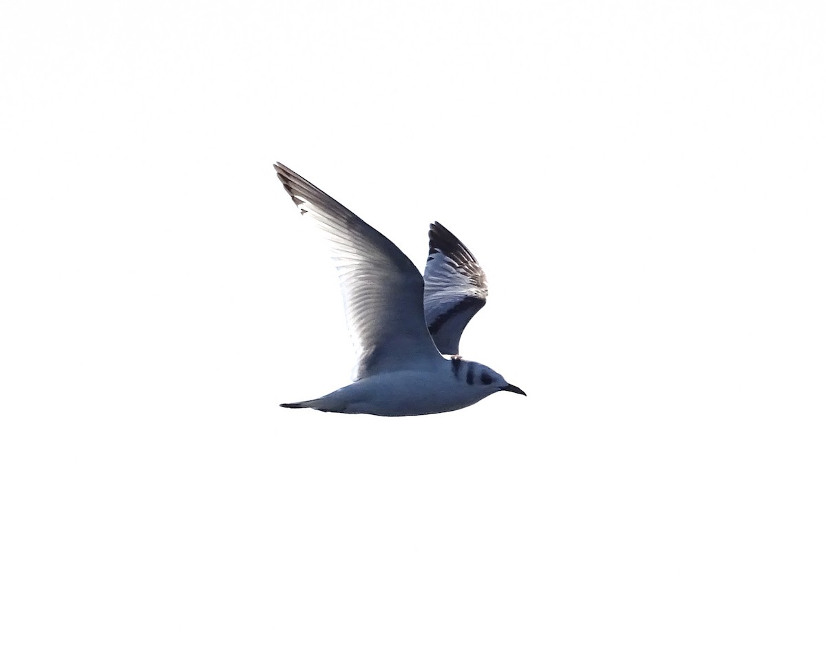 Black-legged Kittiwake - Sandra Keller