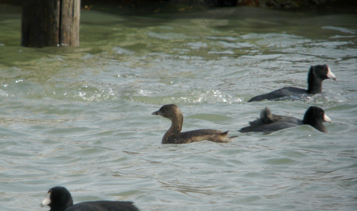 Pied-billed Grebe - ML85069161