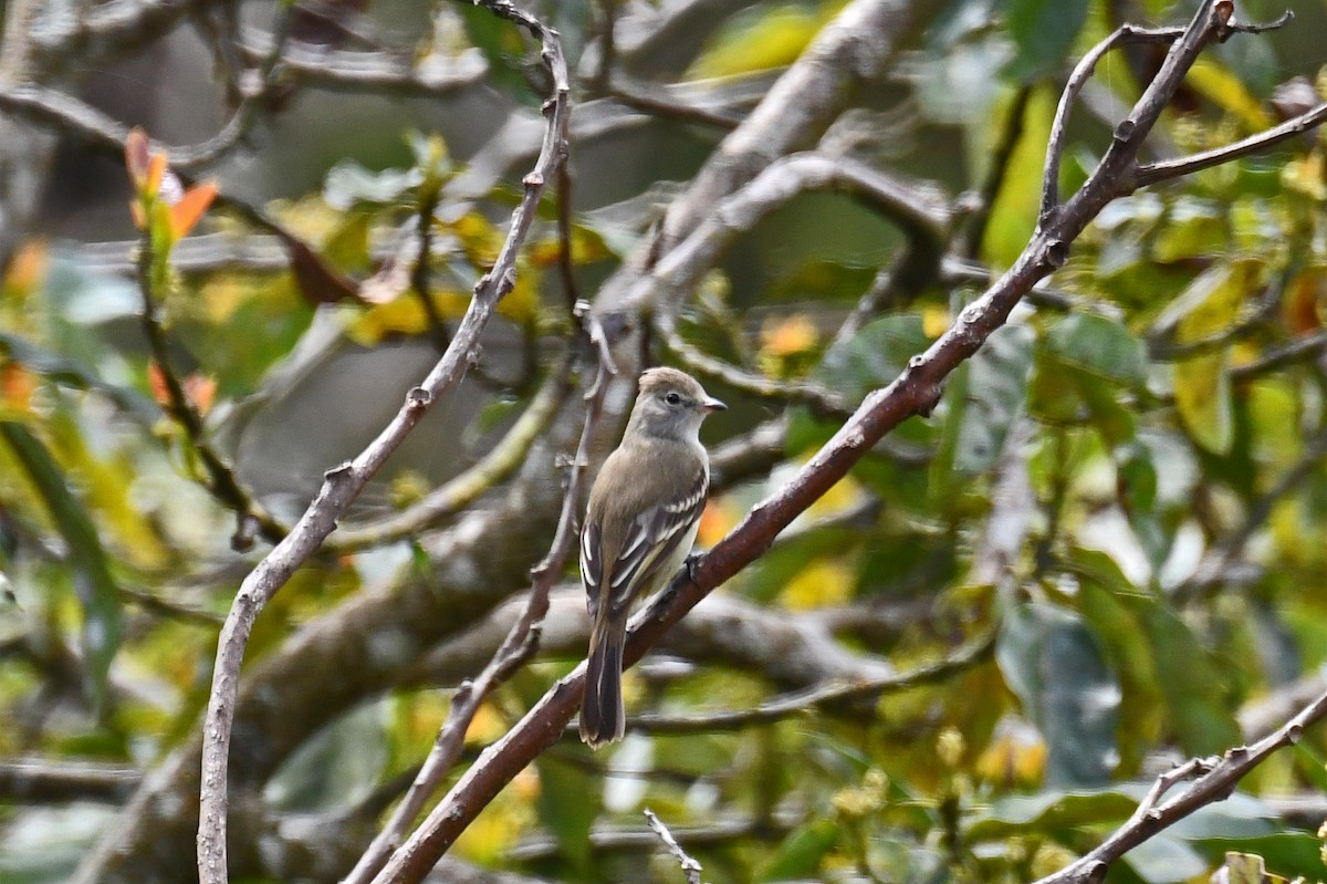 elaenia sp. (genus Elaenia) - Brian Henderson