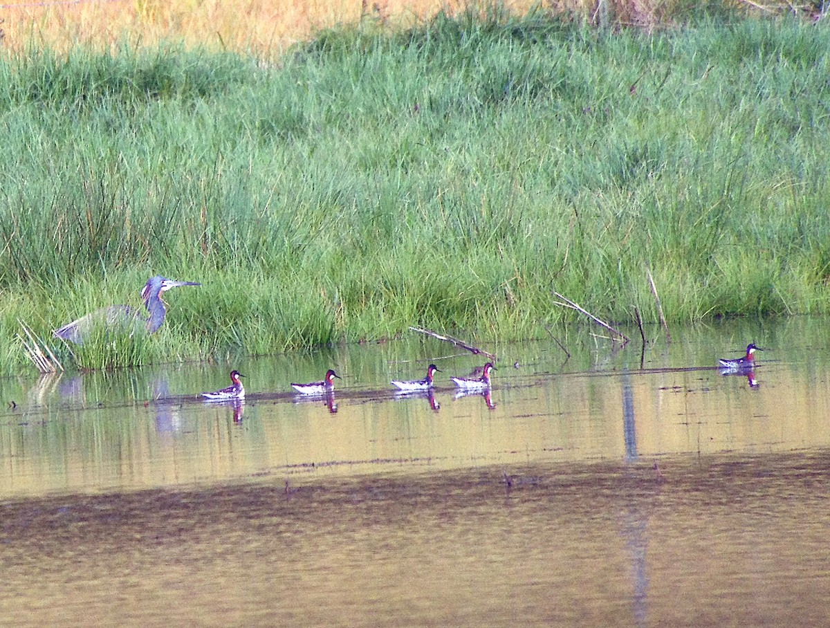 Red-necked Phalarope - Vic Laubach