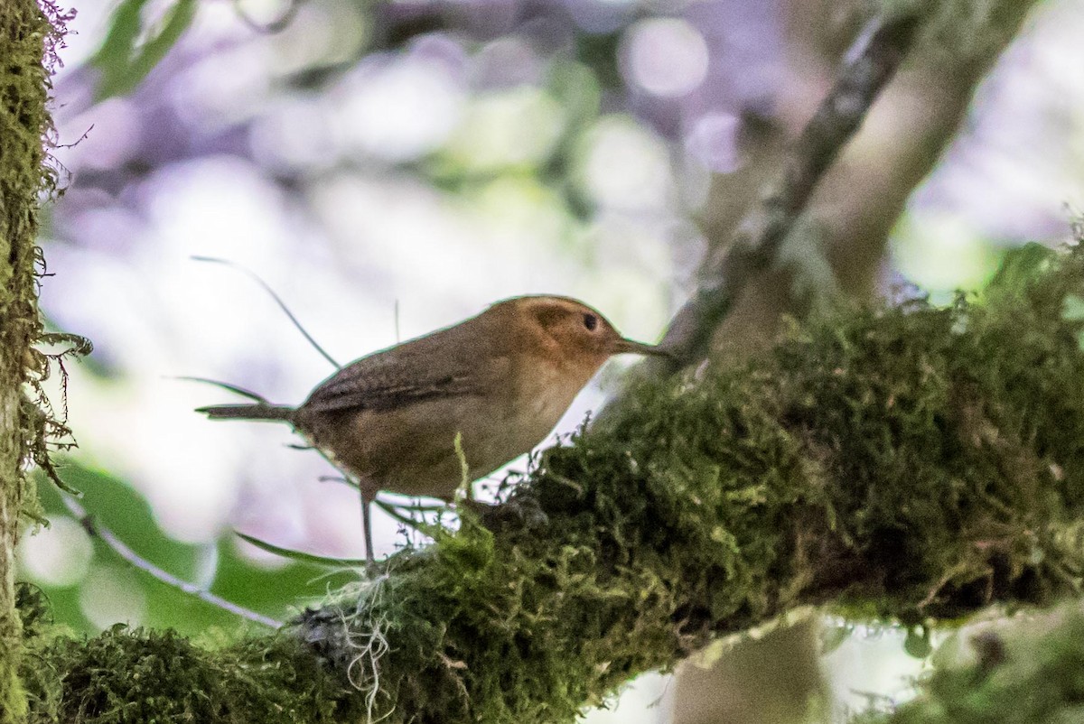 Ochraceous Wren - Michael Warner