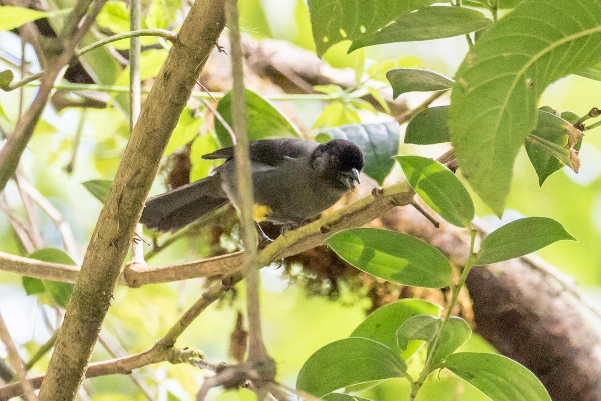 Yellow-thighed Brushfinch - Michael Warner