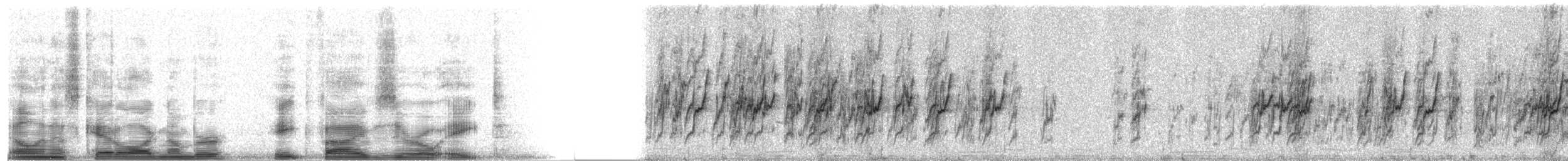 sinaloaspurvepapegøye (cyanopygius) - ML8508